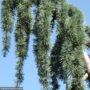 Cedar – Blue Atlas Weeping Serpentine – 6-7ft – B&B